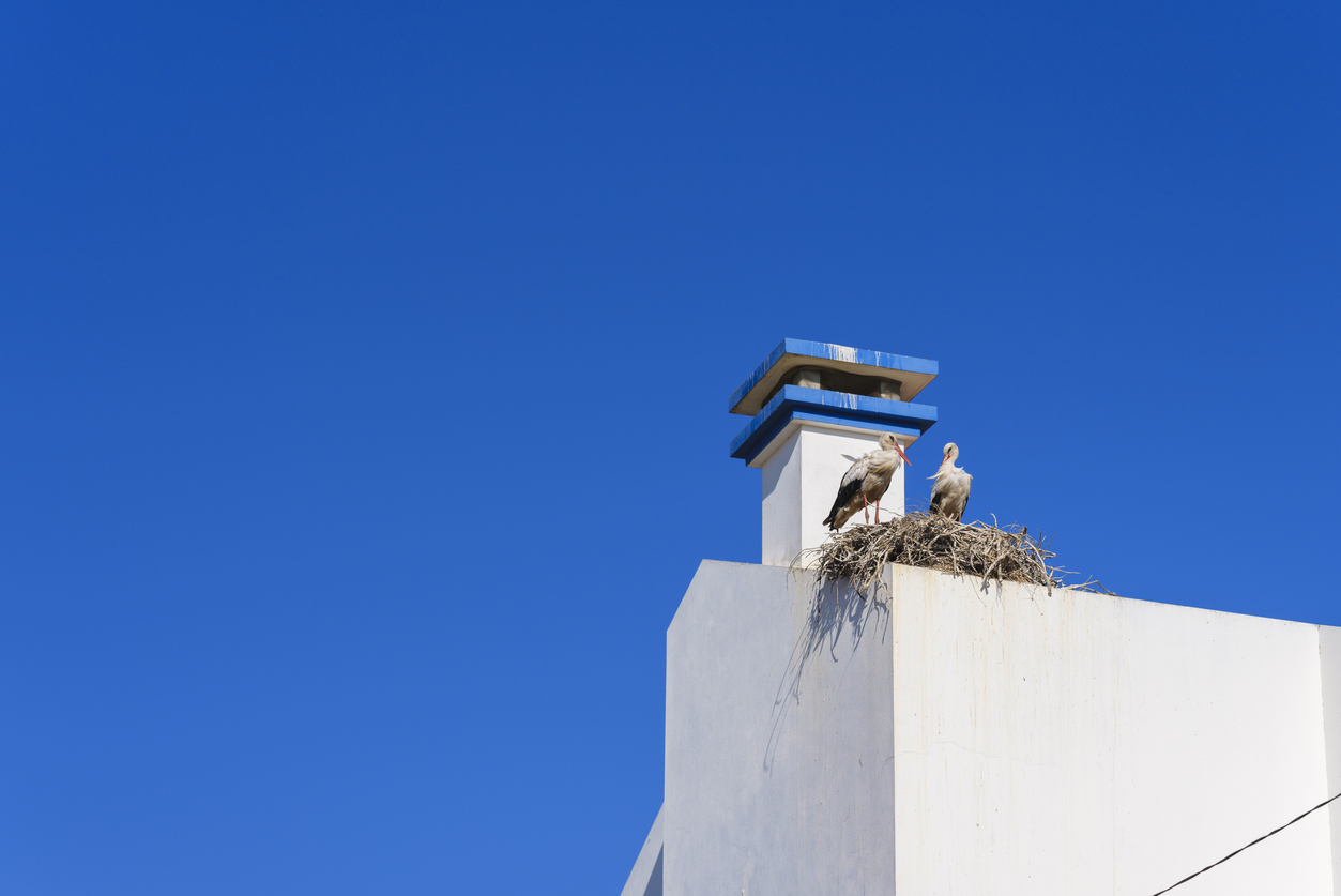 Cigogne sur un toit 