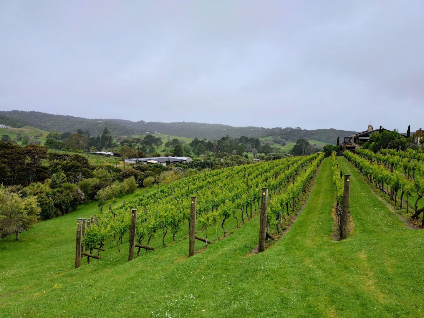Vignoble de Waiheke en Nouvelle Zélande