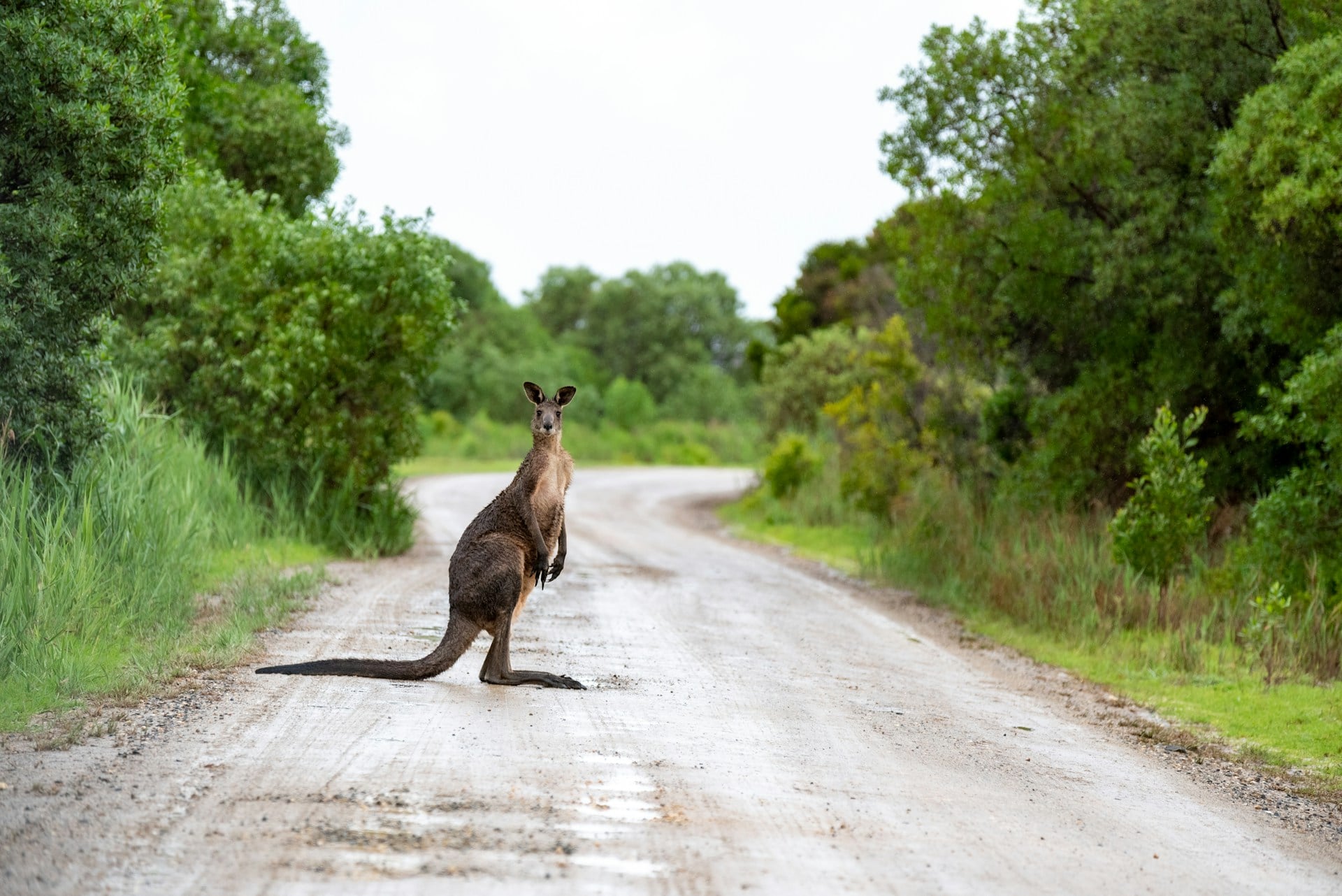 Kangourou sur une route en Australie