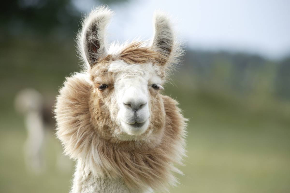 Lama blanc